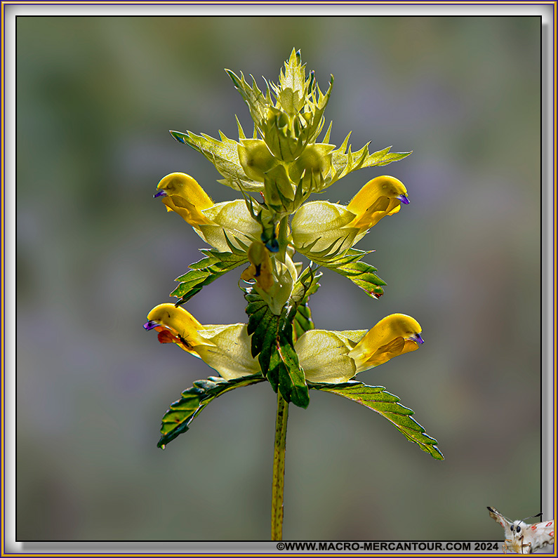 Rhinanthe crête de coq